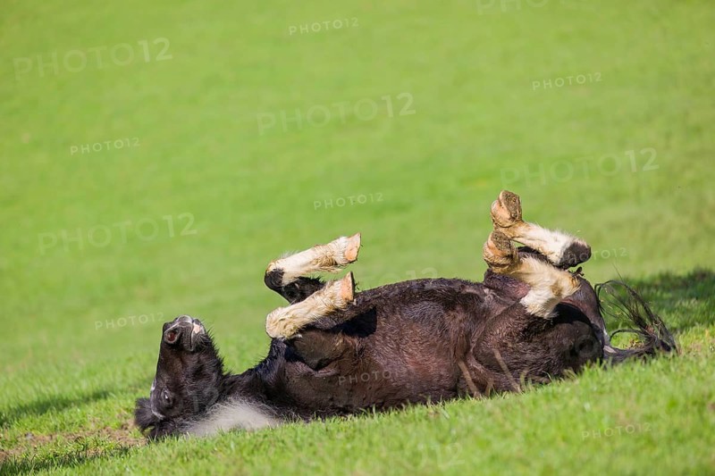 A pony Equus ferus caballus) rolls in the green grass in the paddock