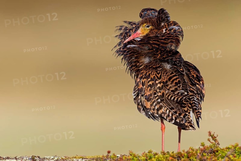 Kampfläufer, Ruff, Philomachus pugnax, Combattant varié, Chevalier combattant, Combatiente