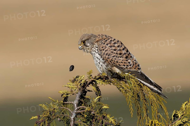 Common Kestrel (Falco tinnunculus) regurgitating pellet, Saxony, Germany