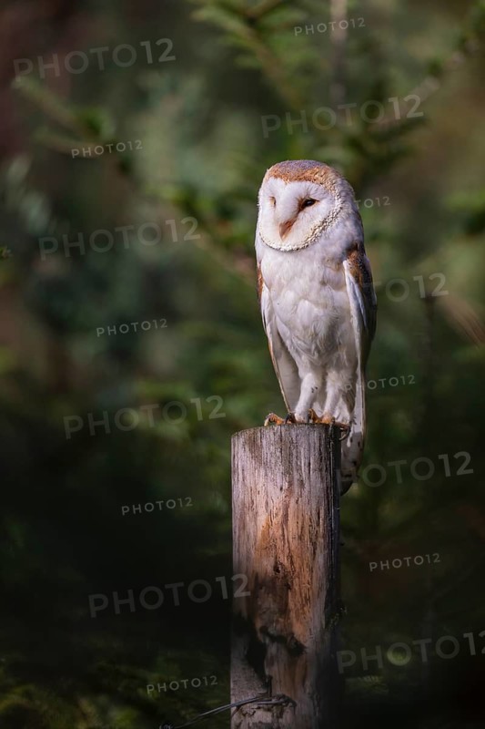 One barn owl (Tyto alba) sitting on a fence post in late evening light, surrounded by green vegetation