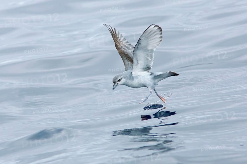Fairy Prion (Pachyptila turtur) flying, Victoria, Australia