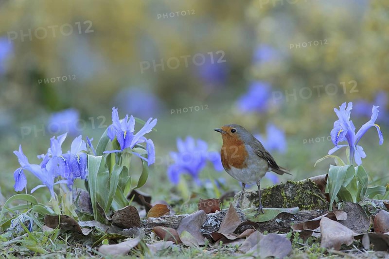 European Robin (Erithacus rubecula), Andalusia, Spain