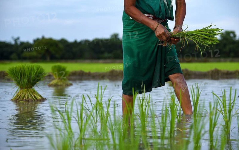 Women farmer planting rice saplings at a paddy field in Baghmara village in Baksa district of Assam, India on 10 July 2021. Summer crop plating lags due to lack of monsoon rain in India