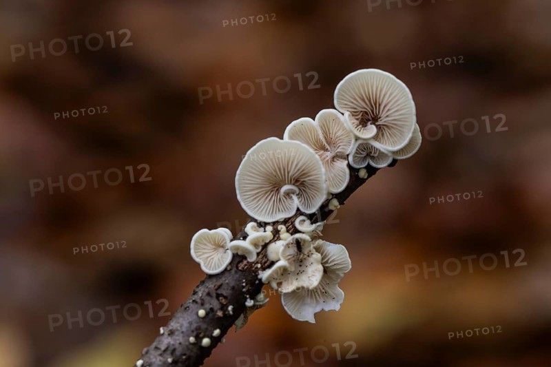 Mild dwarf knawel (Panellus mitis), Emsland, Lower Saxony, Germany