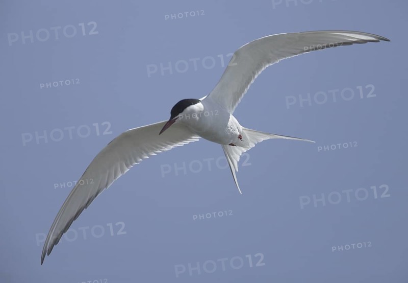 Arctic Tern (Sterna paradisaea) flying, Schleswig-Holstein, Germany
