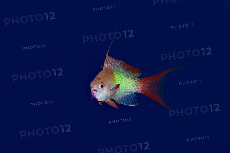 A vibrant Sea Goldie (Pseudanthias squamipinnis) showcases its striking red and yellow hues against a deep blue ocean background, capturing a moment of underwater tranquility