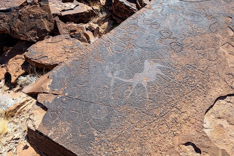 Depictions of animals on a rock slab, petroglyphs, rock engravings, Twyfelfontein, Kunene, Namibia