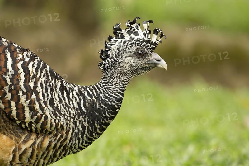 Great Curassow (Crax rubra) walking in the dry forest of Costa Rica, Central America