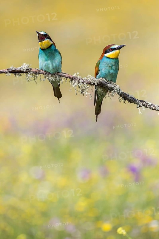 European Bee-eater (Merops apiaster) pair perched on a branch, Andalusia, Spain