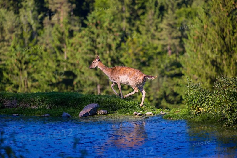 One female fallow deer (Dama dama) runs along a small pond. A forest in the background