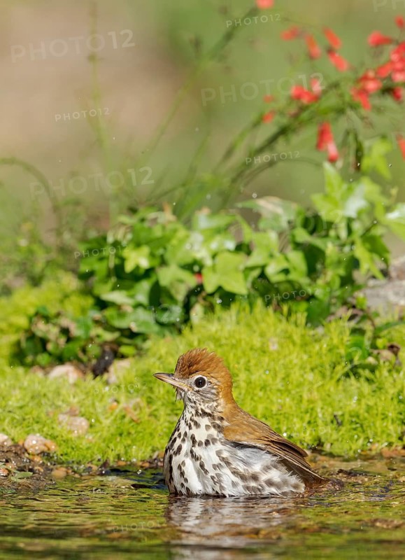Wood Thrush (Hylocichla mustelina) bathing, Texas, USA