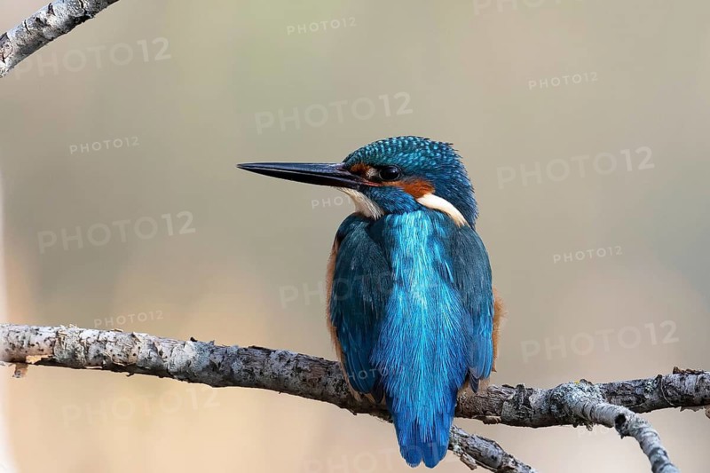 Close-up of a colorful kingfisher bird sitting on a branch with a soft, blurred background, showcasing its vibrant blue and orange plumage
