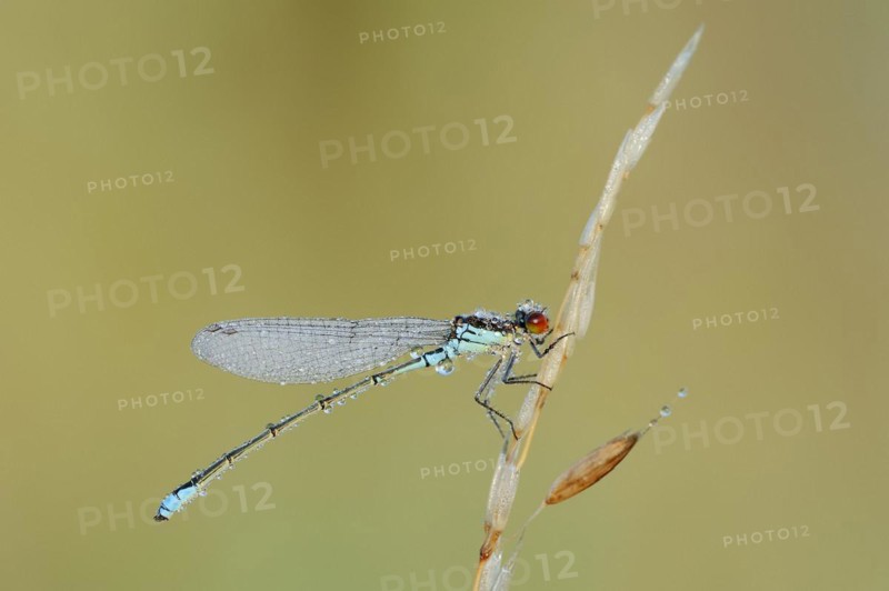 Small red-eyed damselfly (Erythromma viridulum), male with dewdrops, North Rhine-Westphalia, Germany