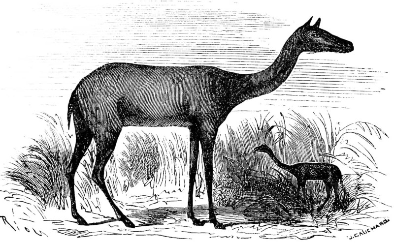 Prehistoric Xiphodon gracile, after Georges Cuvier, extinct mammal, lived in the Palaeogene, palaeontology, biology, evolution, historical illustration 1880