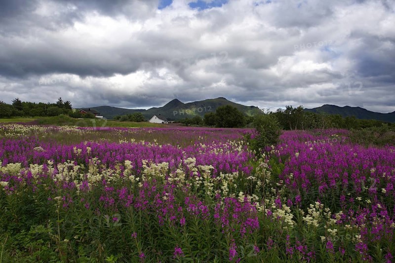A field of purple and white wildflowers under a dramatic cloudy sky, Leknes, Lofoten, Norway