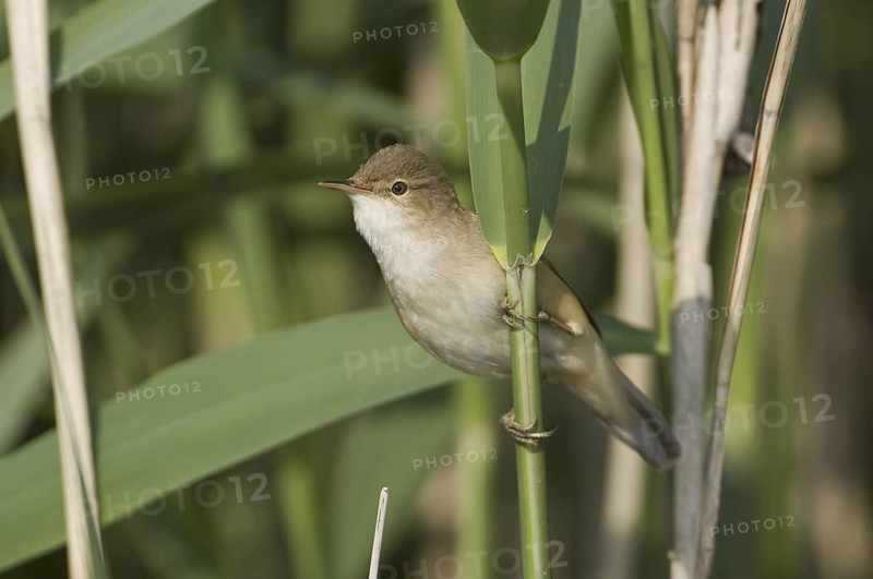 Eurasian Reed Warbler (Acrocephalus scirpaceus), Saxony, Germany