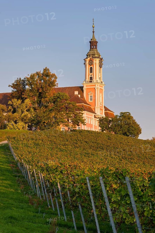 Baroque church bathed in warm sunlight, surrounded by autumnal vineyards, Birnau pilgrimage church on Lake Constance, Uhldingen-Mühlhofen, Baden-Württemberg, Germany