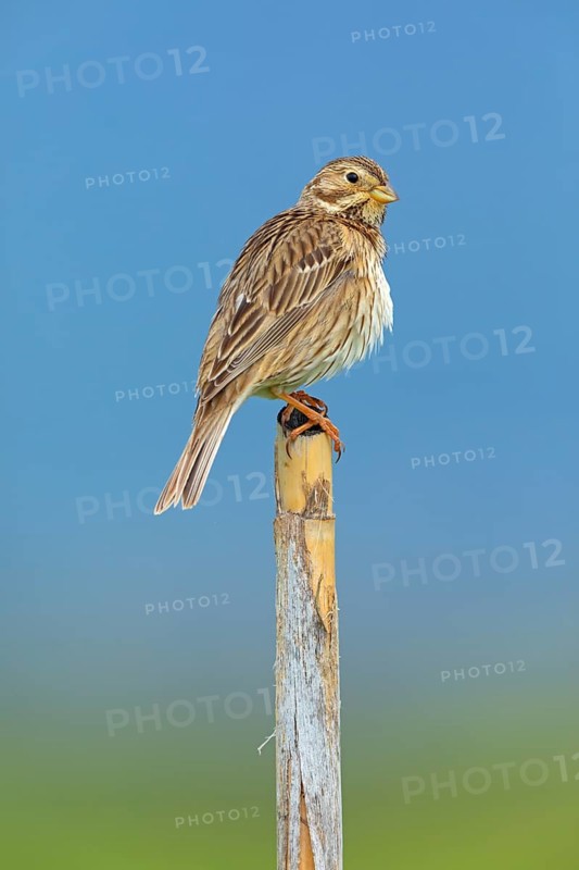 Corn Bunting, Miliaria calandra, Emberiza calandra, Bruant proyer, Triguero, Lesbos, Greece