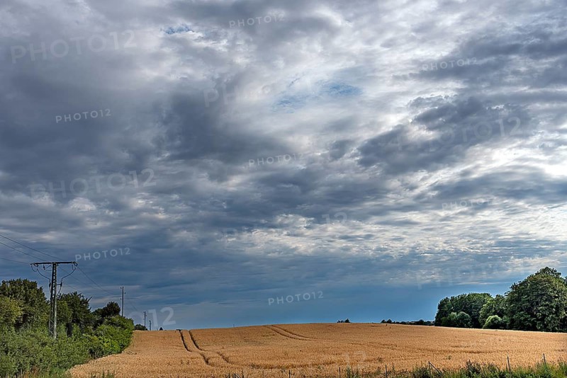 Ripe barleys (Hordeum vulgare), rain clouds, Mecklenburg-Vorpommern, Germany