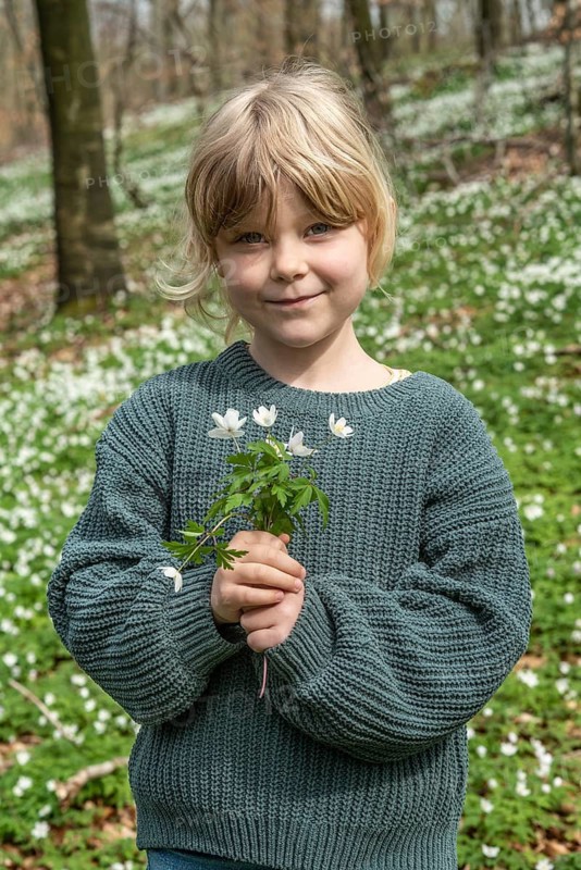 Blond girl, 6 years old, picking wood anemones (Anemone nemorosa) in the spring in Ystad municipality, Skåne county, Sweden, Scandinavia