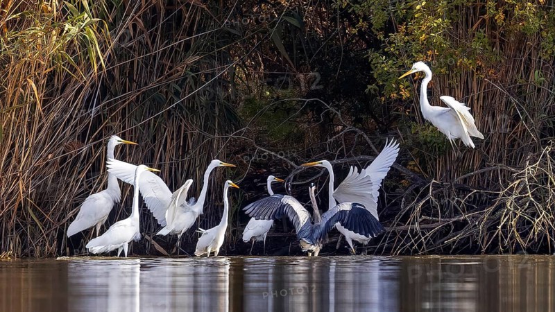 Great Egret (Ardea alba) group, Saxony-Anhalt, Germany