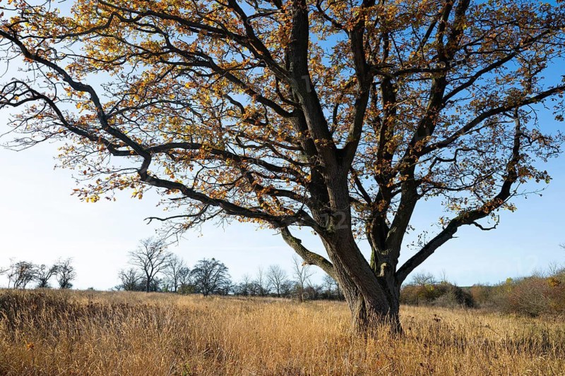 English oak (Quercus robur) in a meadow, in autumn with yellow discoloured leaves, blue sky, Thuringia, Germany