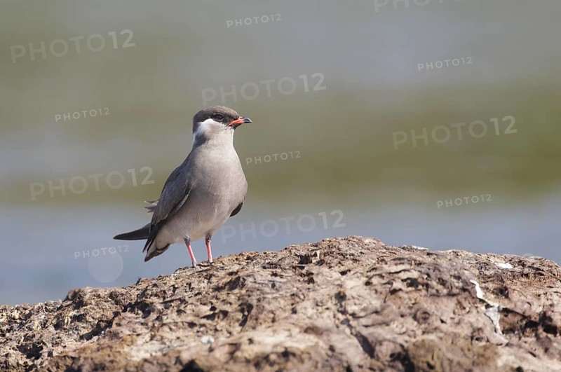 Rock Pratincole (Glareola nuchalis), Chobe, Botswana