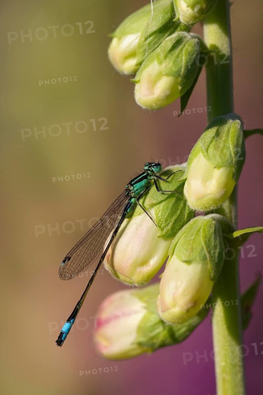 Blue tailed damselfly (Ischnura elegans) adult insect resting on a foxglove flower in summer, Suffolk, England, United Kingdom