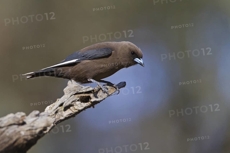 Dusky Woodswallow (Artamus cyanopterus), Victoria, Australia