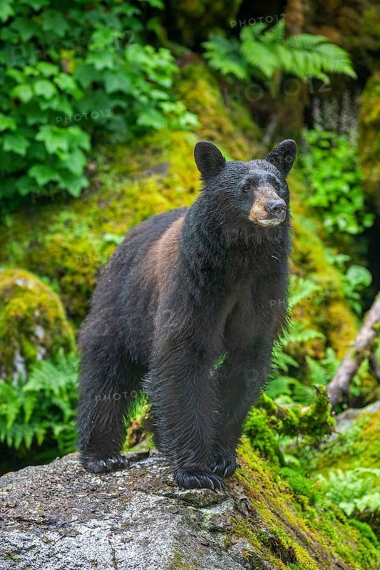 American Black Bear (Ursus americanus), standing on a rock in the rainforest, Southeast Alaska, Alaska, USA