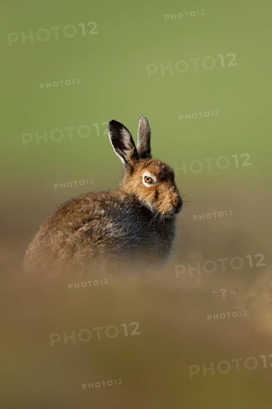 Mountain hare (Lepus timidus) adult animal in its summer coat resting on a hillside, Cairngorm mountains, Scotland, United Kingdom
