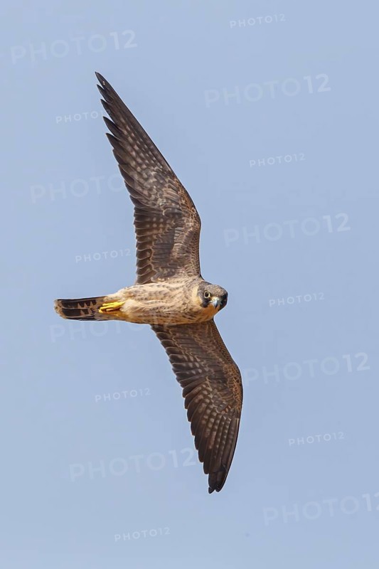 Slaty Falcon, (Falco concolor), animals, birds, birds of prey, falcons, flight photo, Ras As Sawadi, Muscat, Muscat, Oman