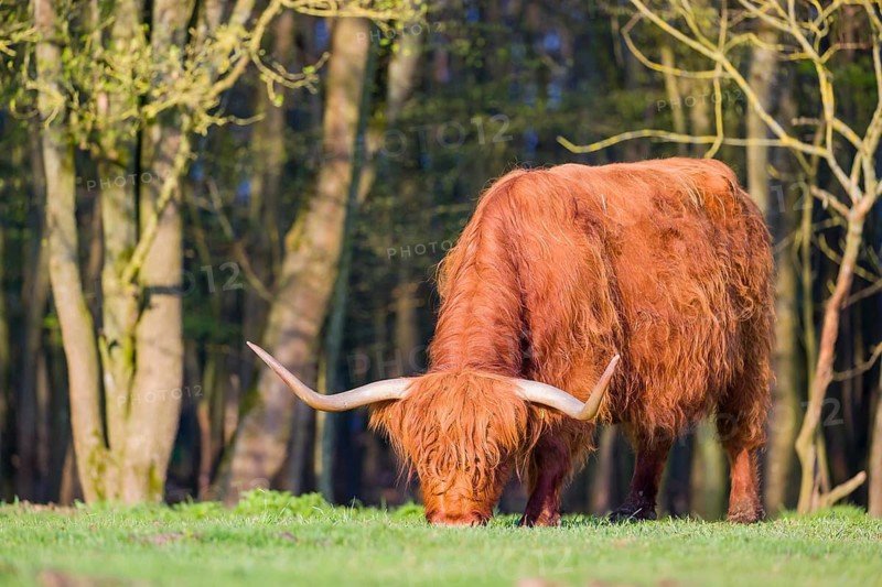 One Highland cow (Bos primigenius) taurus) grazes on a pasture at a forest edge