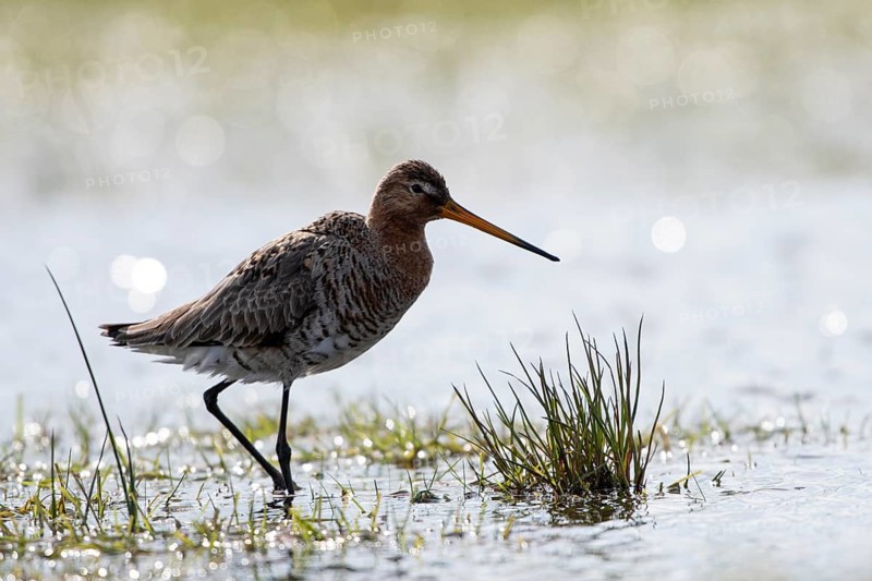 Black-tailed godwit (Limosa limosa), backlit, Ochsenmoor, Dümmer, Lemförde, Lower Saxony, Germany