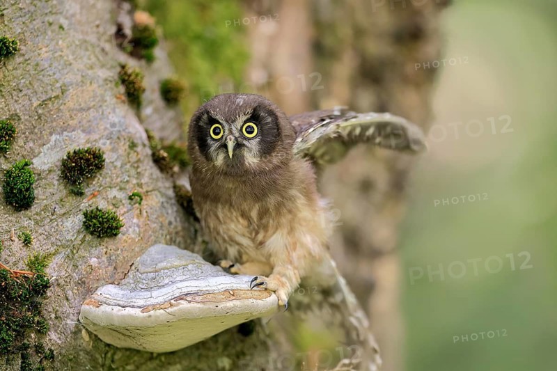 Great Horned Owl (Aegolius funereus), Great Horned Owl, juvenile, on tree, alert, in summer, Šumava, Czech Republic