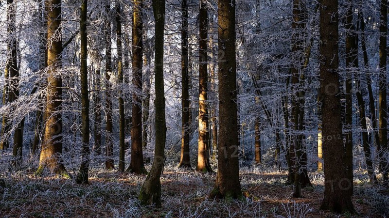 Wintery forest with hoarfrost on Königstuhl mountain, Rhein-Neckar district, Baden-Württemberg, Germany