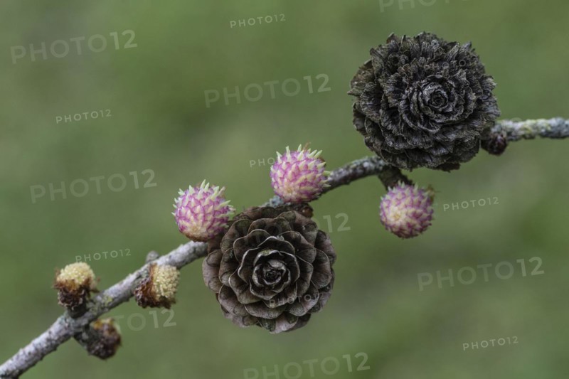 Larch (Larix decidua), male and female flowers and cones, Emsland, Lower Saxony, Germany