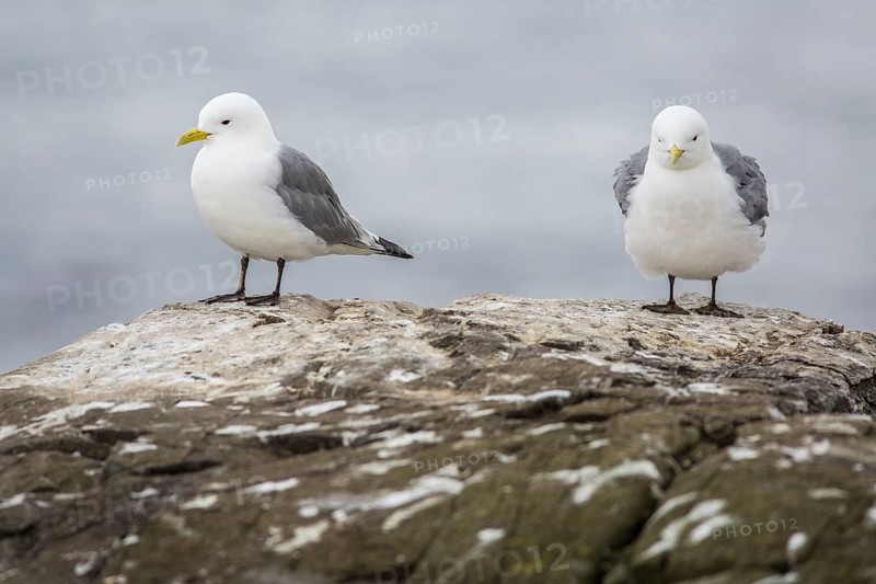 Black-Legged Kittiwake (Rissa tridactyla), on a cliff, Farne Islands, United Kingdom