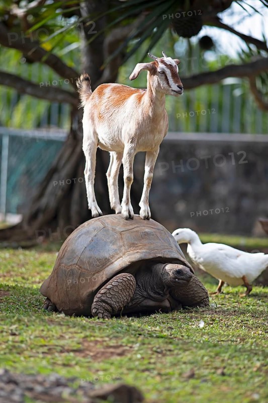 A domestic goat (Capra aegagrus hircus, formerly Capra hircus) stands on a Aldabra Giant Tortoise (Aldabrachelys, syn.: Dipsochelys) in the garden of the colonial house Chateau de Labourdonnais, Mapou, Riviere de Rempart, Mauritius