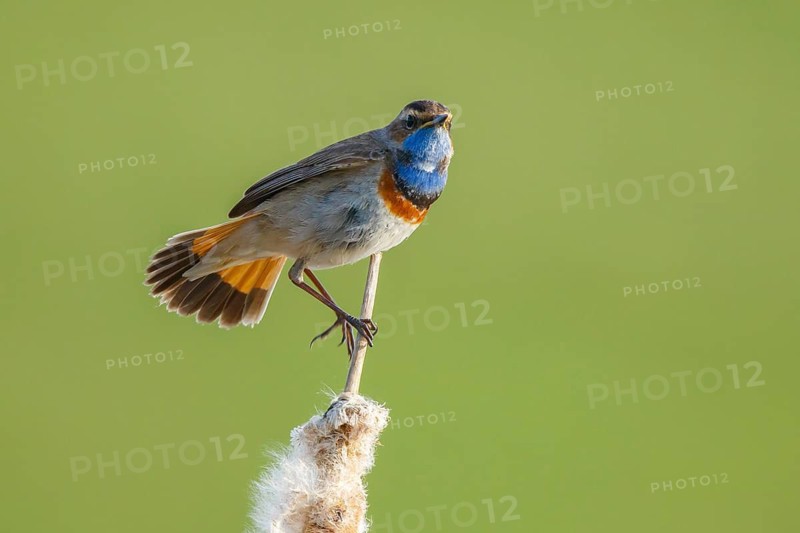 Bluethroat (Luscinia svecica cyanecula) male perched on a cattail, Netherlands