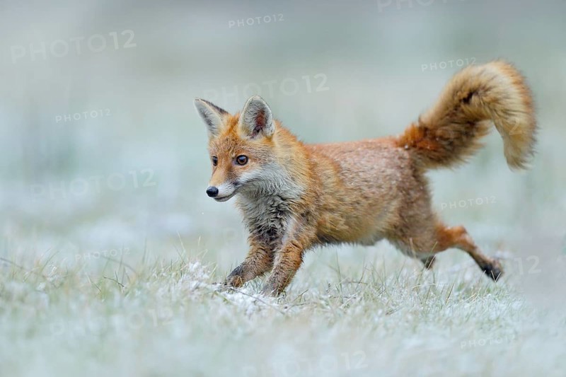Running Red Fox, Vulpes vulpes, at snow winter