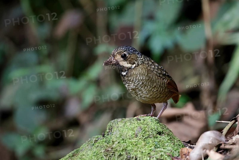 Variegated Antpitta (Grallaria varia), Atlantic rainforest, Brazil