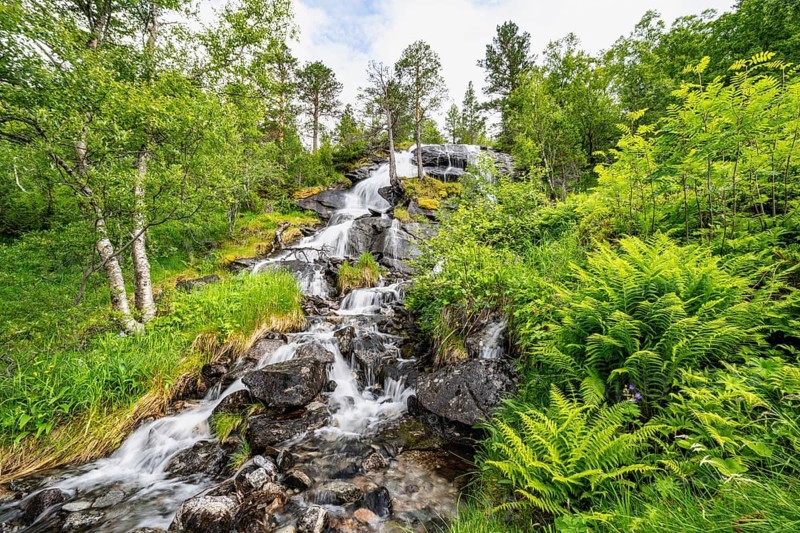 Waterfall in forest between birches and fern, long exposure, Innerdalen, Hochtal, Sunndal, Møre og Romsdal, Vestlandet, Norway