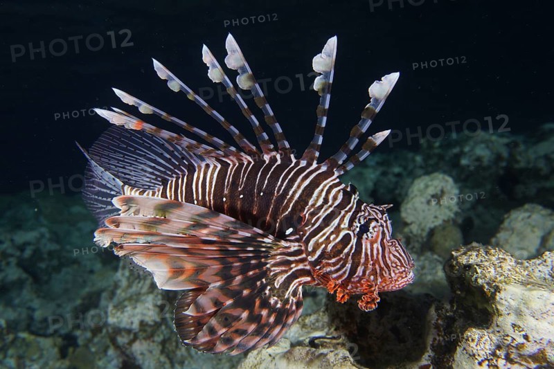 Common lionfish (Pterois volitans)