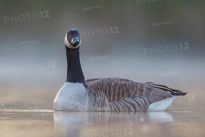 Canada Goose (Branta canadensis), North Rhine-Westphalia, Germany