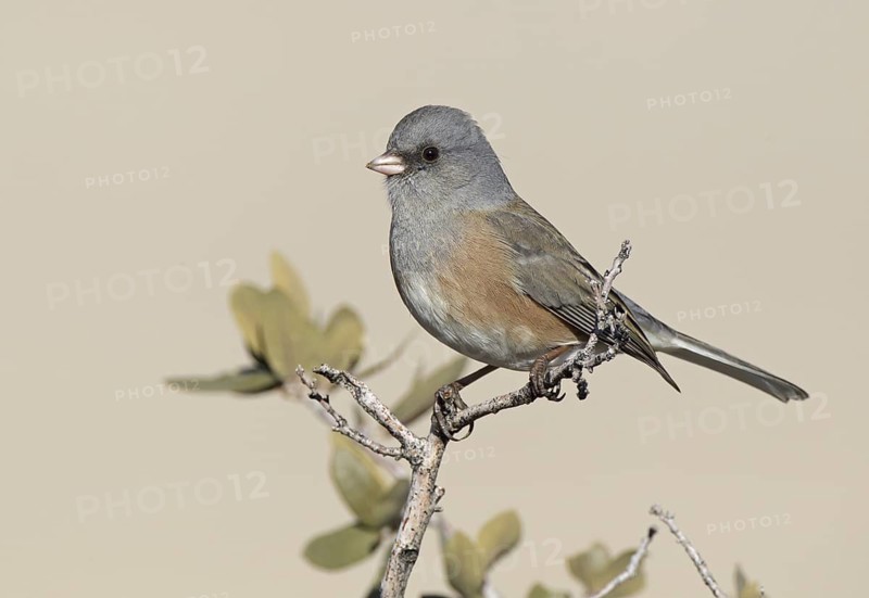 Pink-sided Junco (Junco hyemalis mearnsi), New Mexico, USA