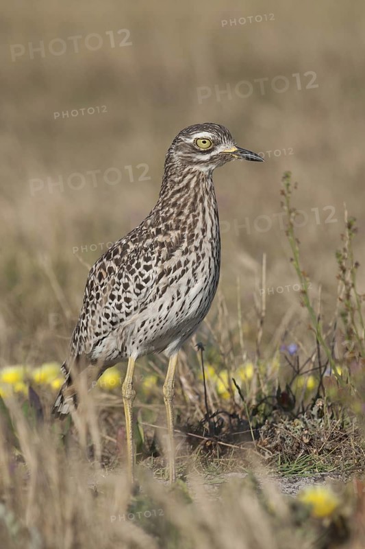 Kaptriel (Burhinus capensis), South Africa