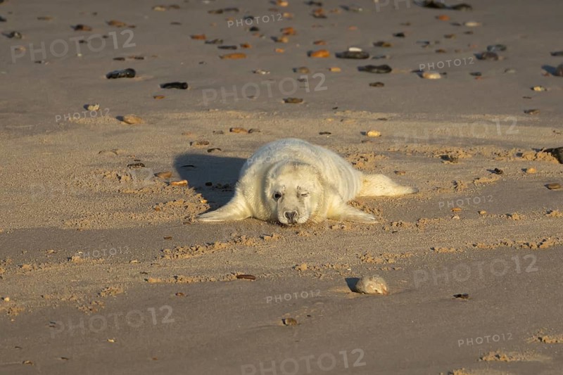Atlantic grey seal (Halichoerus grypus) juvenile baby pup animal on a seaside beach in winter, England, United Kingdom