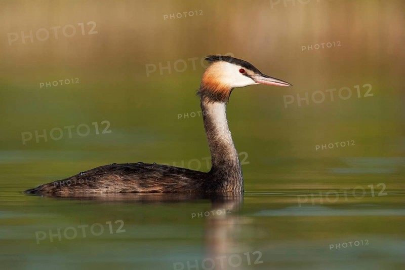 Great Crested Grebe (Podiceps cristatus), Berlin, Germany