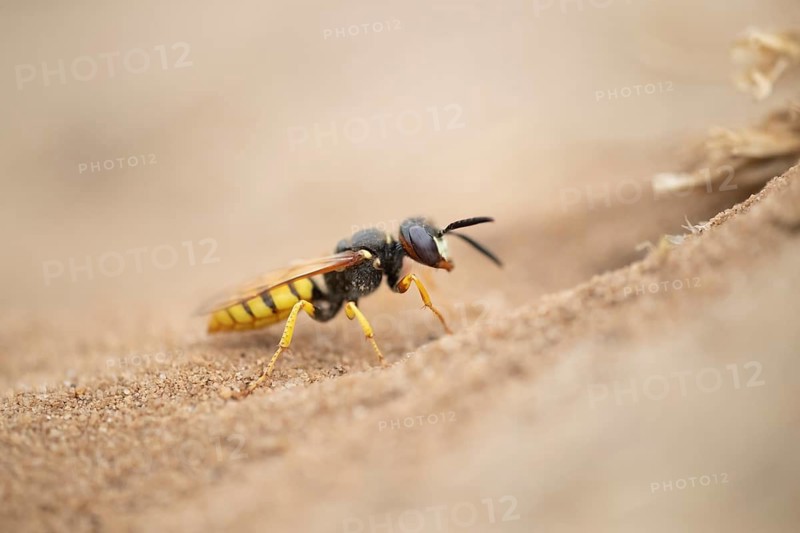 European bee wolf (Philanthus triangulum) adult solitary wasp insect at the entrance of its burrow in a sand bank in summer, RSPB Minsmere nature reserve, Suffolk, England, United Kingdom